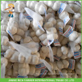 Jinxiang China Knoblauch frischen reinen weißen Knoblauch &amp; normalen weißen Knoblauch 3P 4P 5P Mesh Bag 10KG Karton